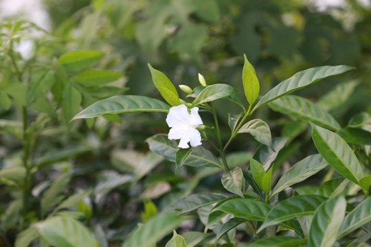 栀子花