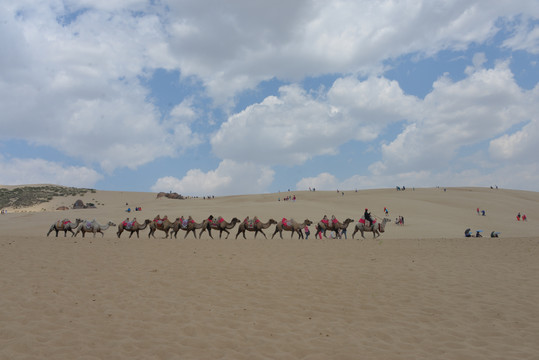 额济纳沙漠驼队