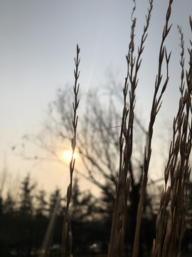 夕阳下的野草