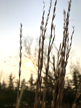 夕阳下的野草