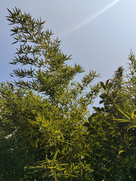竹林