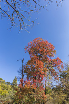 昆明黑龙潭公园蓝天与冬季的树
