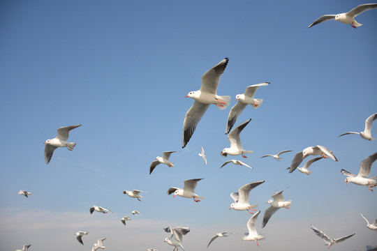 江苏无锡太湖鼋头渚的飞鸟