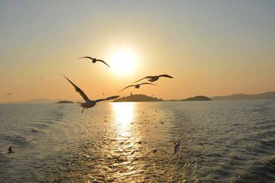 太湖夕阳与飞鸟