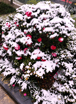 白雪落满开满红花的灌木