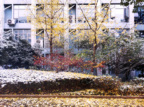 雪后写字楼下的黄叶和红叶