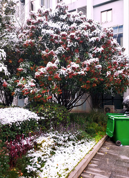 雪后一棵开满红花的树