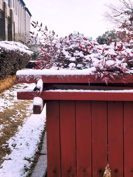 雪中美丽的红色枫叶