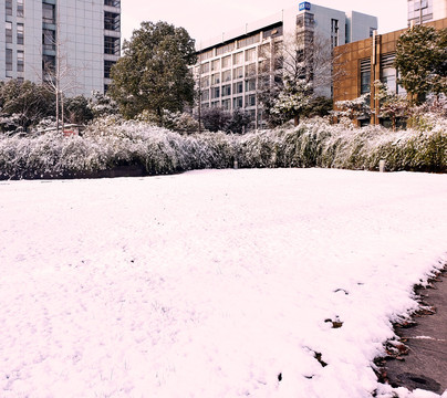 白雪覆盖的绿色灌丛