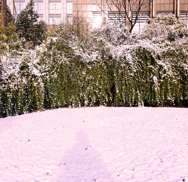 白雪覆盖的绿色藤蔓植物