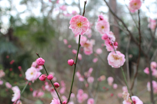 梅花