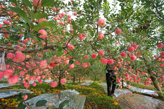 农民摘苹果