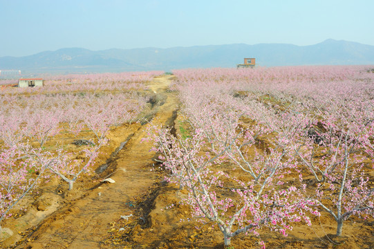 水蜜桃种植