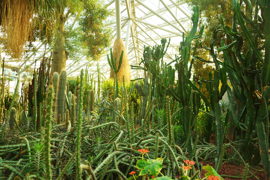 沙漠植物馆