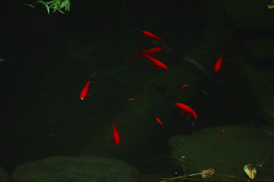 池塘里的红锦鲤