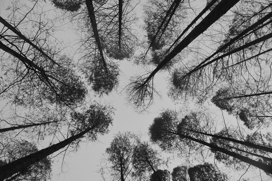 黑白水杉林