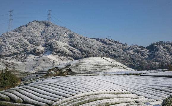 雪后茶园