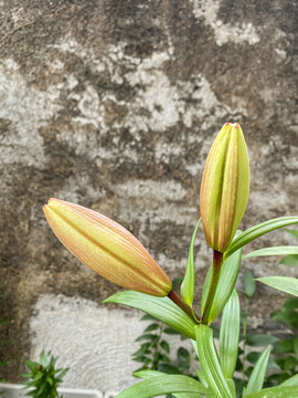 百合花花苞