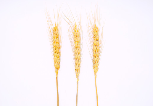 小麦