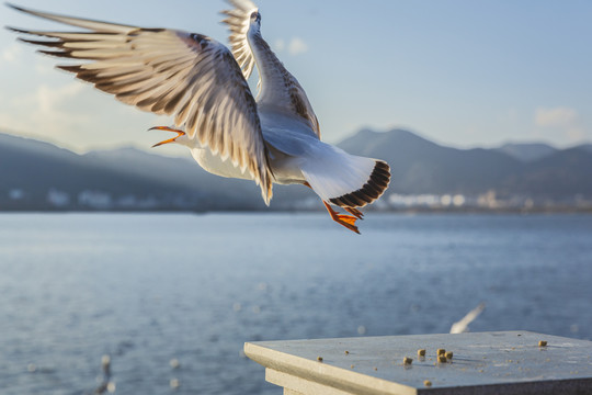 云南昆明滇池海埂大坝飞翔的海鸥