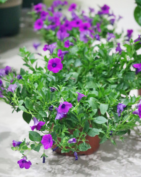紫色花小盆栽