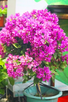 紫色花盆栽