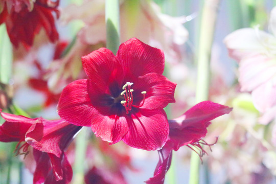红色花花瓣