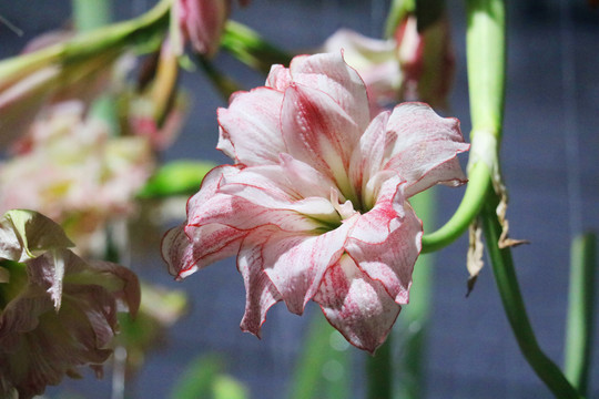 粉色花花瓣