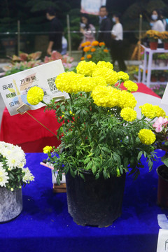 黄色花盆栽