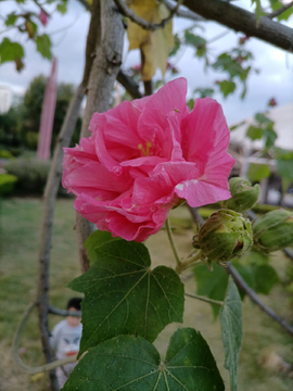 木芙蓉花卉摄影照片高清壁纸图片