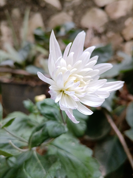 菊花花卉摄影照片高清壁纸图片