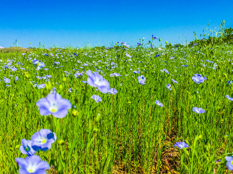 胡麻花