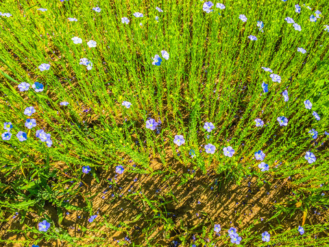 胡麻花