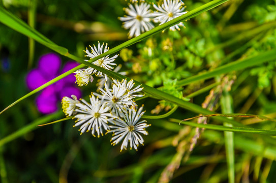 风毛菊