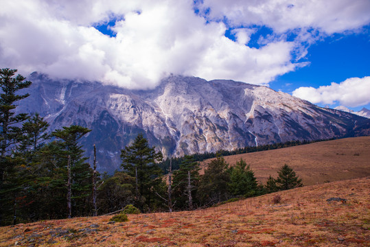 牦牛坪高山牧场