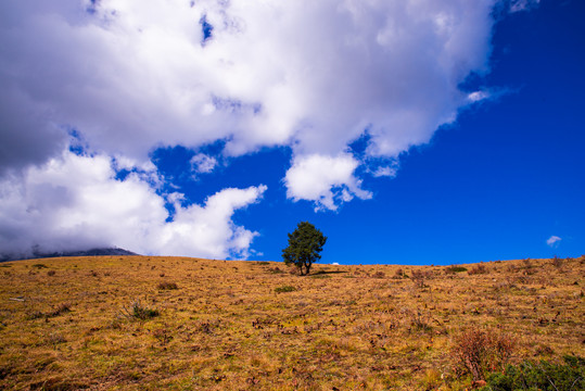 高山草原风光