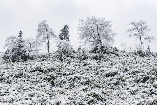 冬季雪景车路竹子