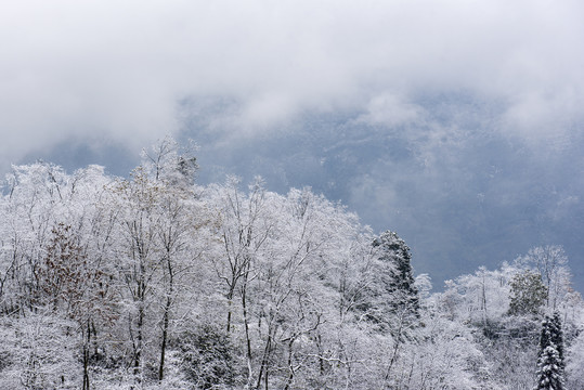 冬季雪景车路竹子