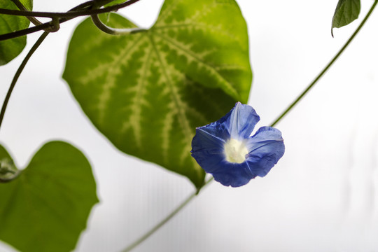 阳光下的牵牛花