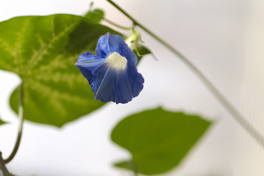 牵牛花特写