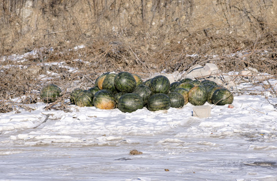 雪地里的西瓜