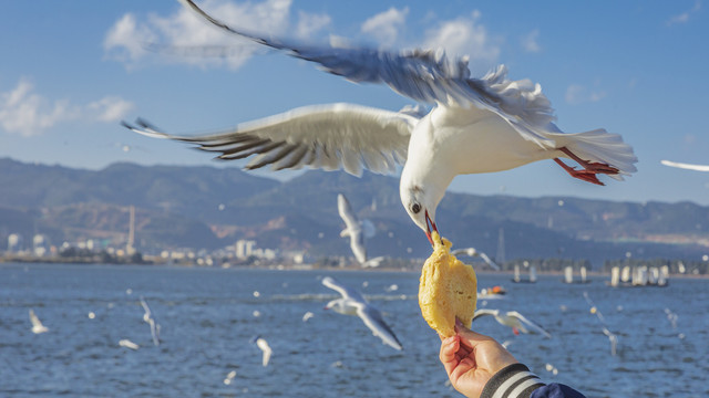 昆明海埂大坝红嘴鸥自然景观