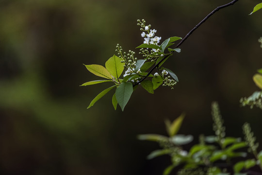 伸展的稠李花枝