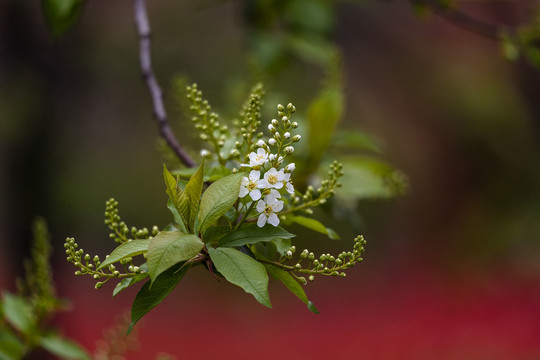 一枝稠李花开