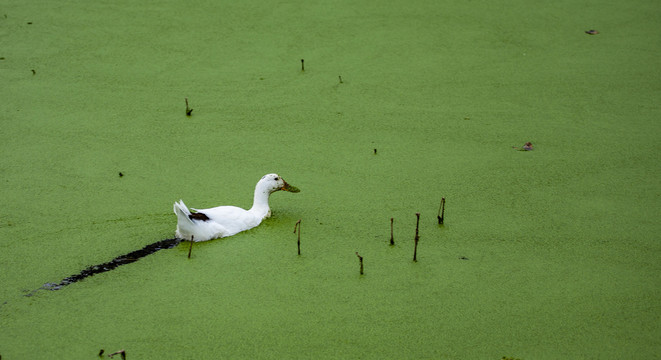 绿水白鸭
