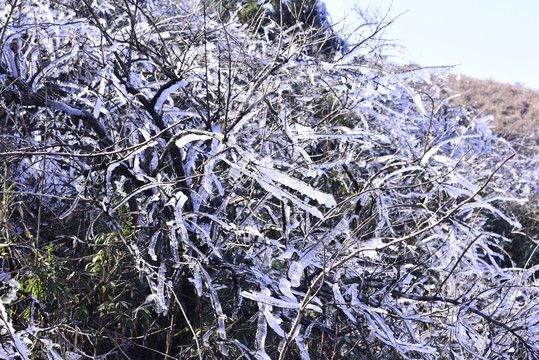 冰冻雪松