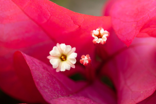 盛开的粉红色勒杜鹃花