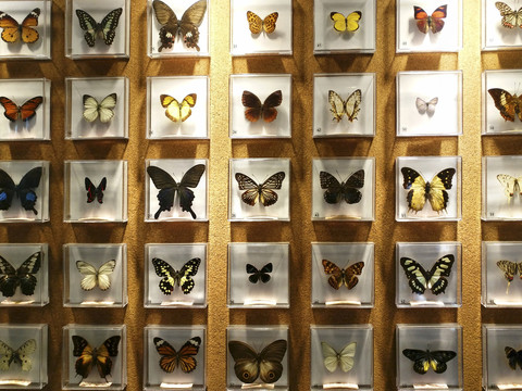 蝴蝶标本拍摄