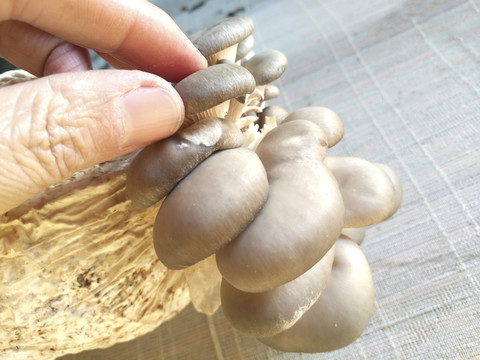 大棚采摘蘑菇