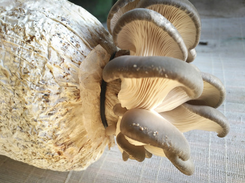 菌菇蘑菇